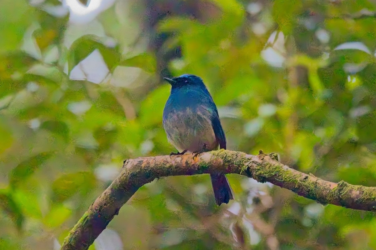 Indigo Flycatcher - ML642845964