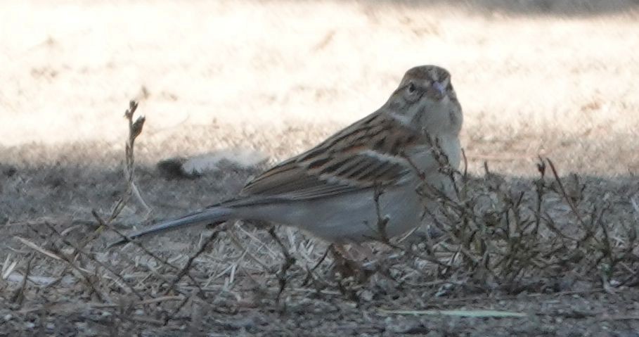 Chipping Sparrow - ML642845965