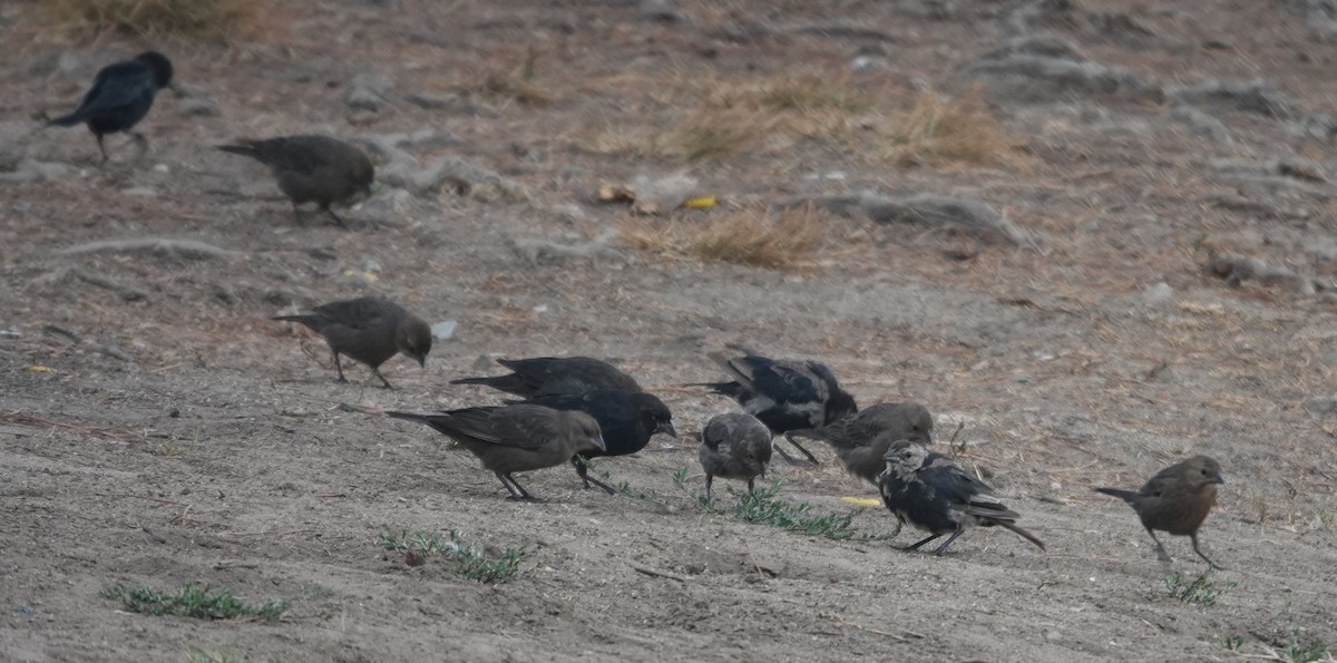 Brown-headed Cowbird - ML642845971