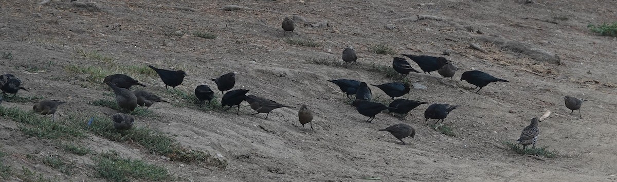 Brown-headed Cowbird - ML642845973