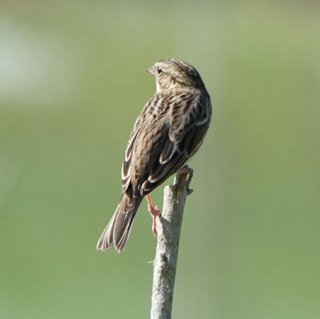 Savannah Sparrow - ML642845977