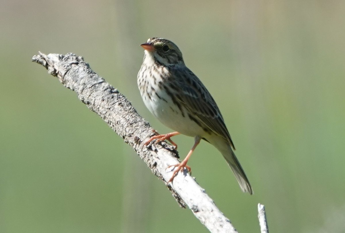 Savannah Sparrow - ML642845980