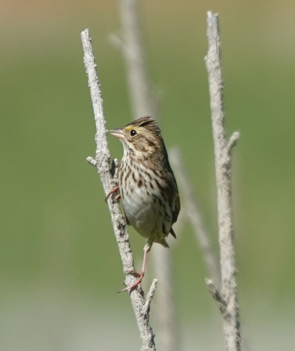 Savannah Sparrow - ML642845981