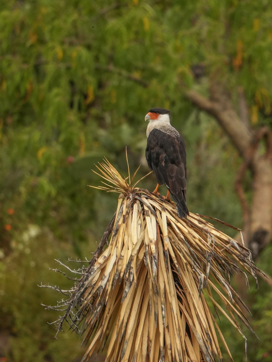 Crested Caracara - ML642845982