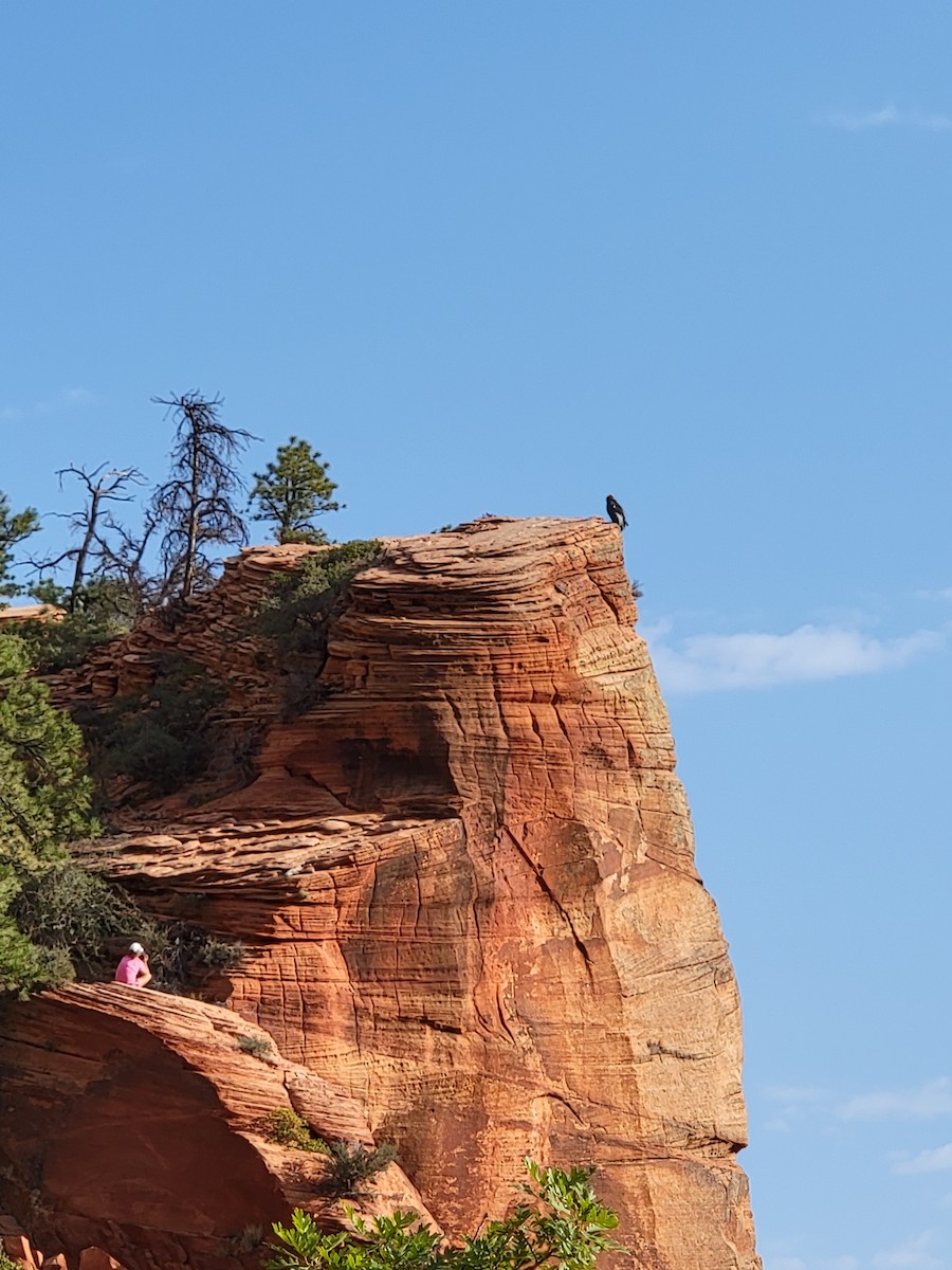 California Condor - ML642845984