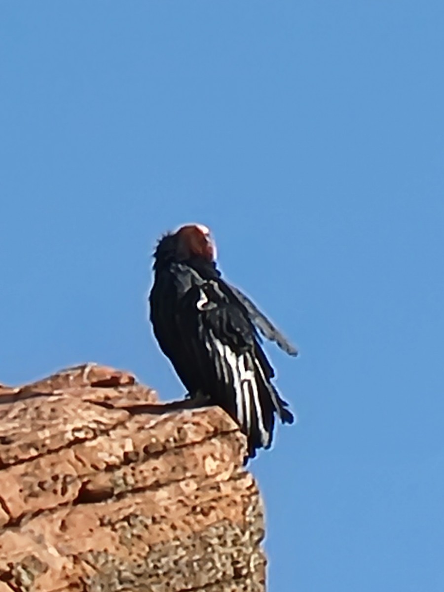 California Condor - ML642845987