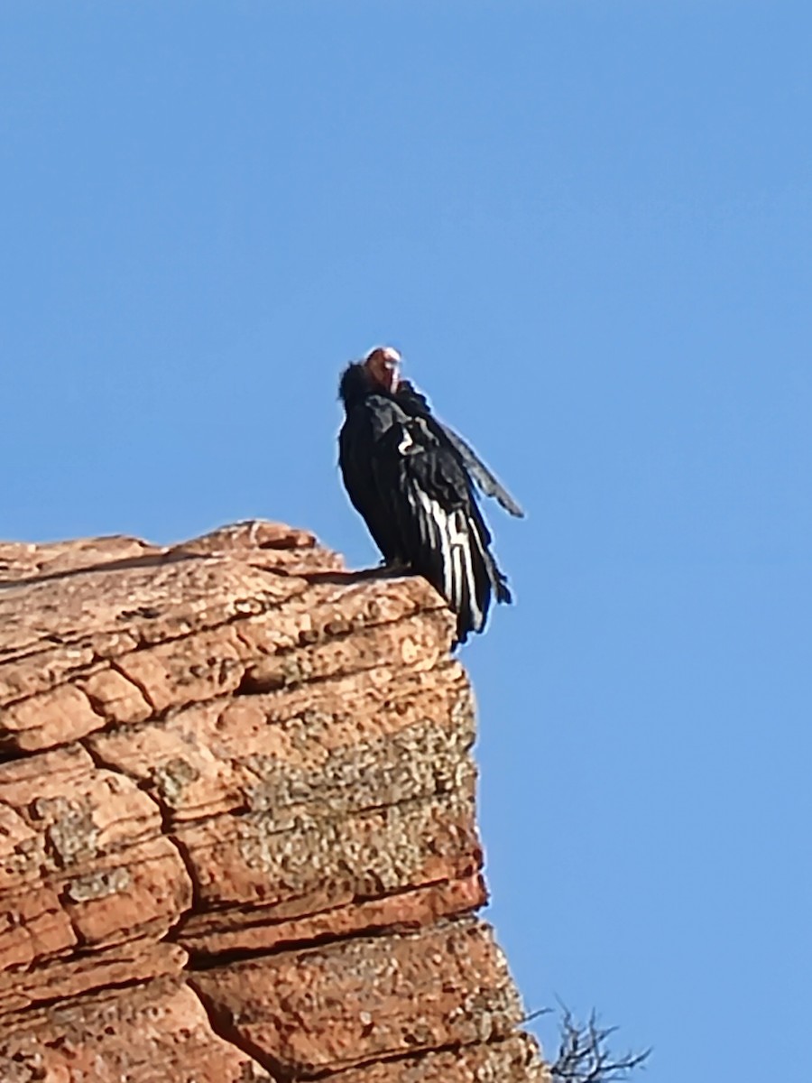 California Condor - ML642845988