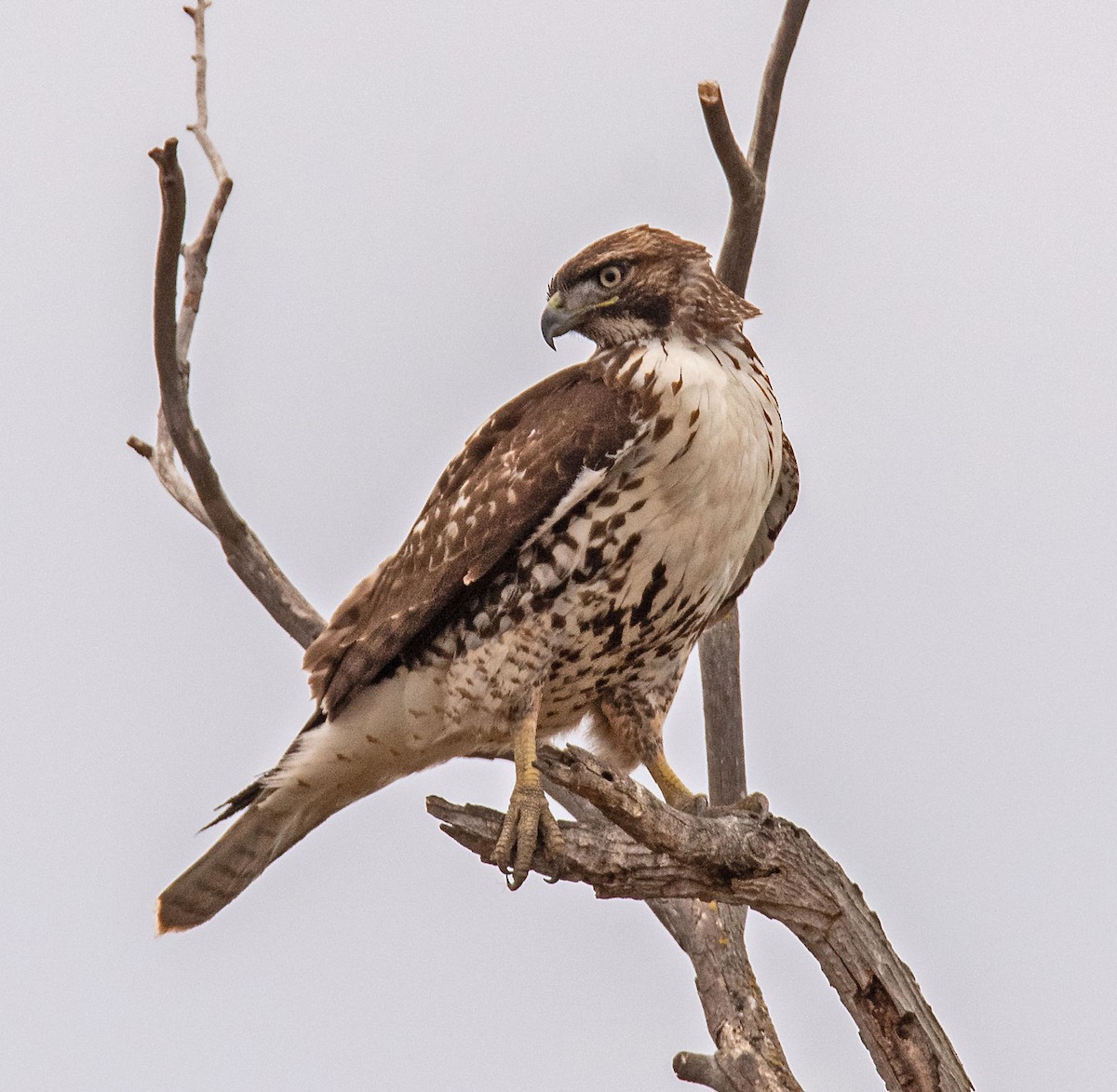Zapelatz buztangorria - ML642845990