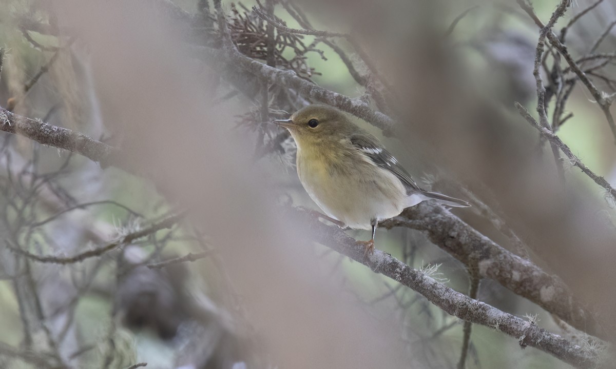 Blackpoll Warbler - ML642845994