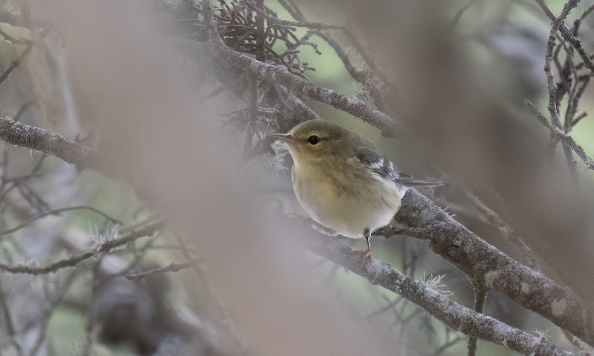 Blackpoll Warbler - ML642845995