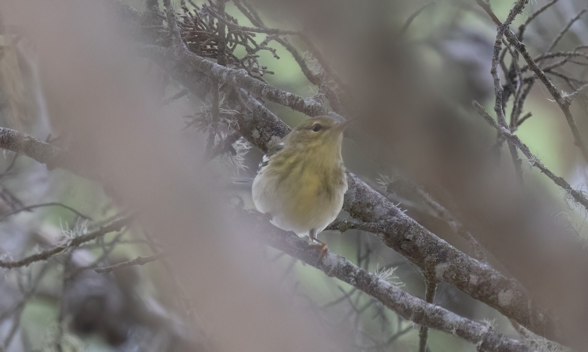 Blackpoll Warbler - ML642845996