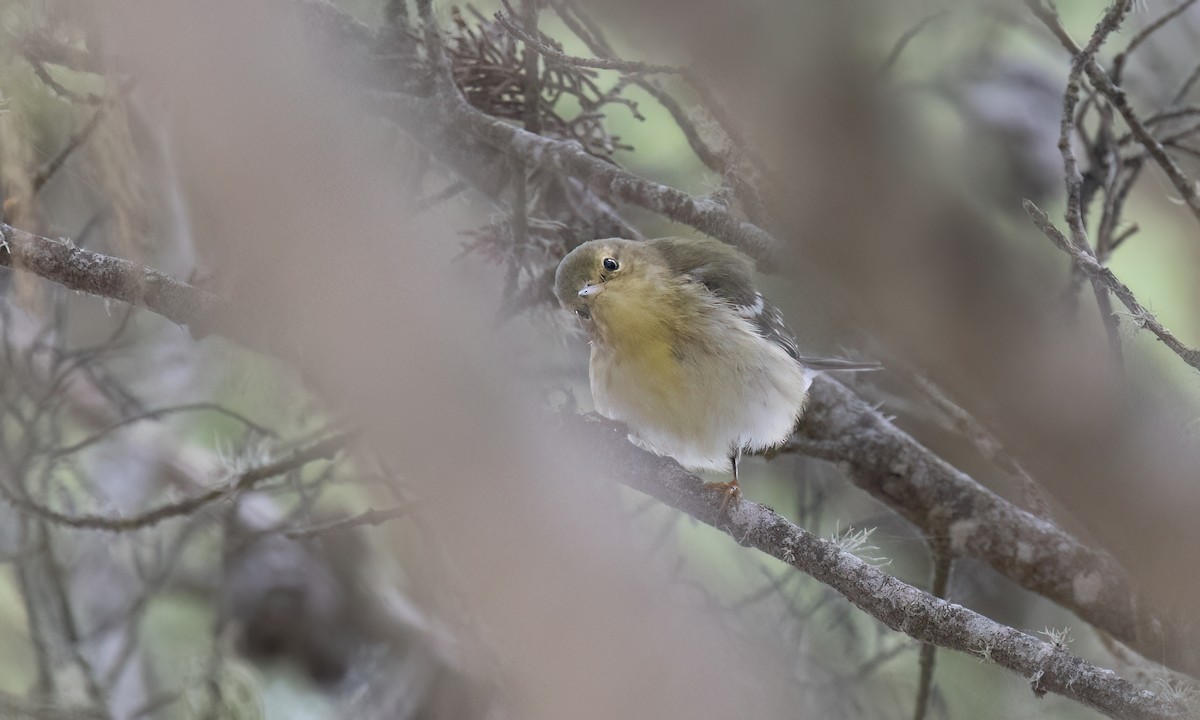 Blackpoll Warbler - ML642845997