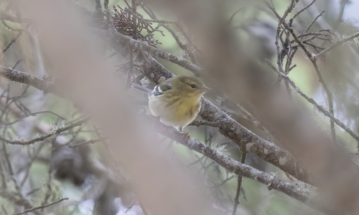 Blackpoll Warbler - ML642845998