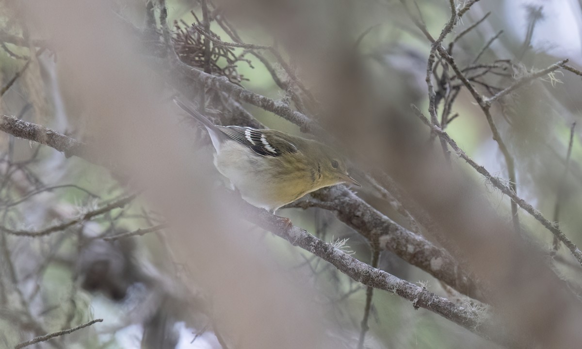 Blackpoll Warbler - ML642845999