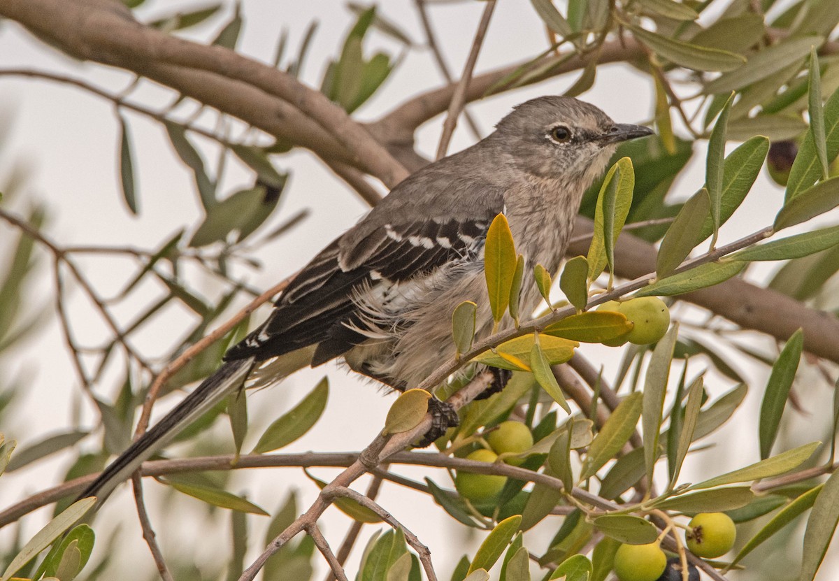Northern Mockingbird - ML642846000