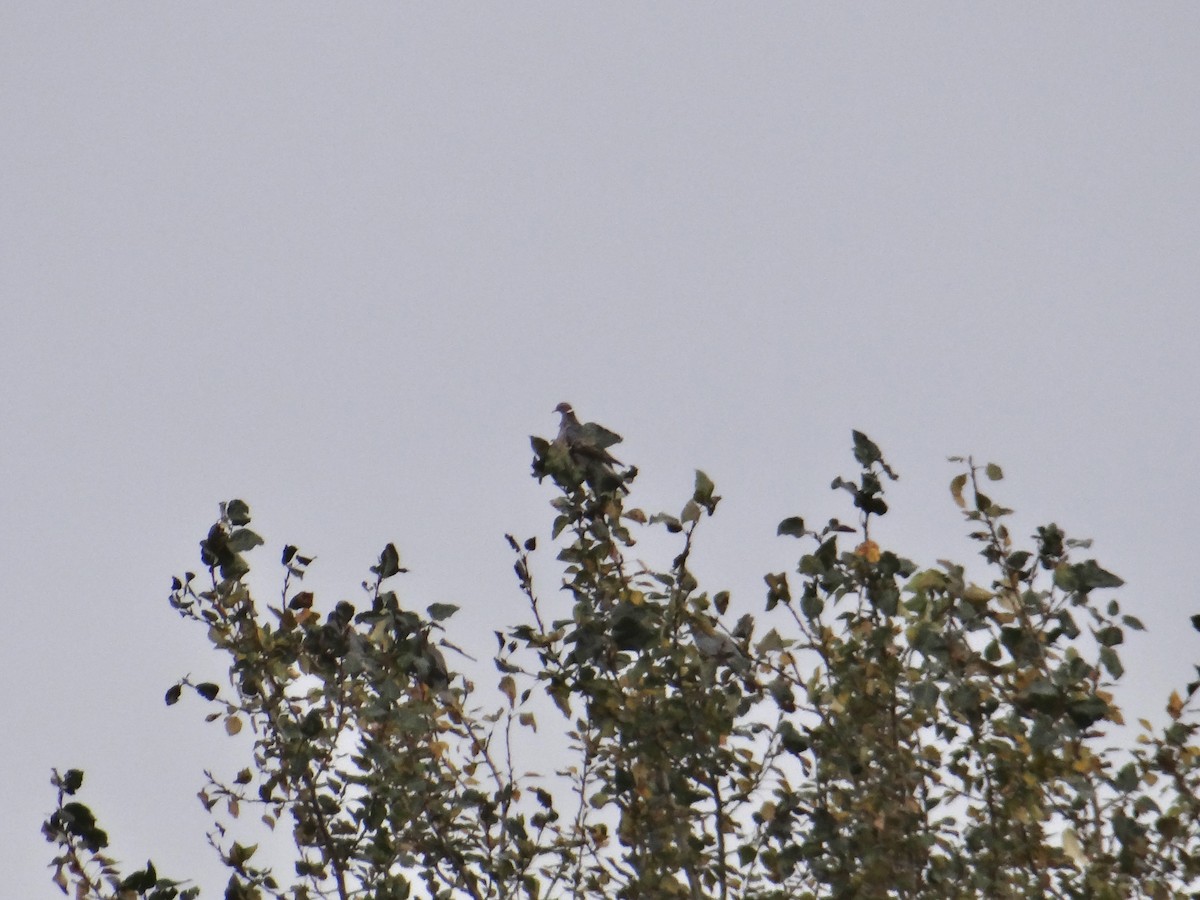 Band-tailed Pigeon - ML642846001