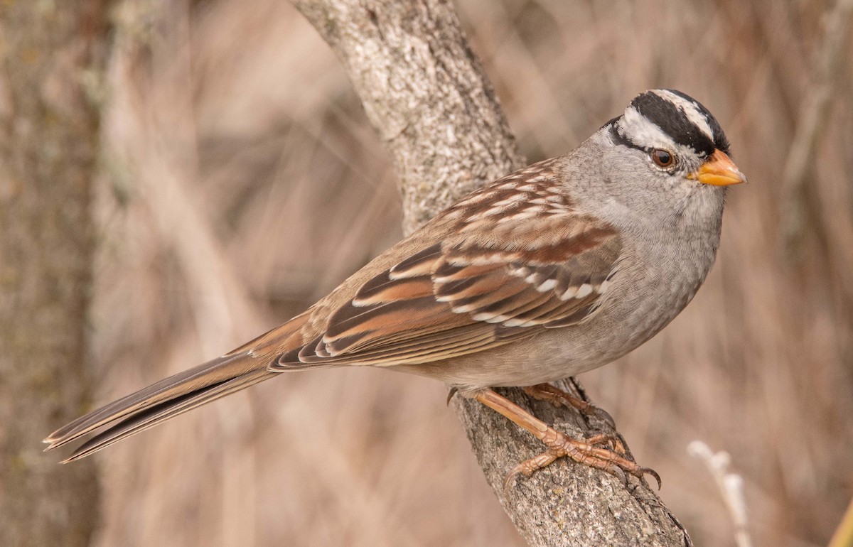 White-crowned Sparrow - ML642846006