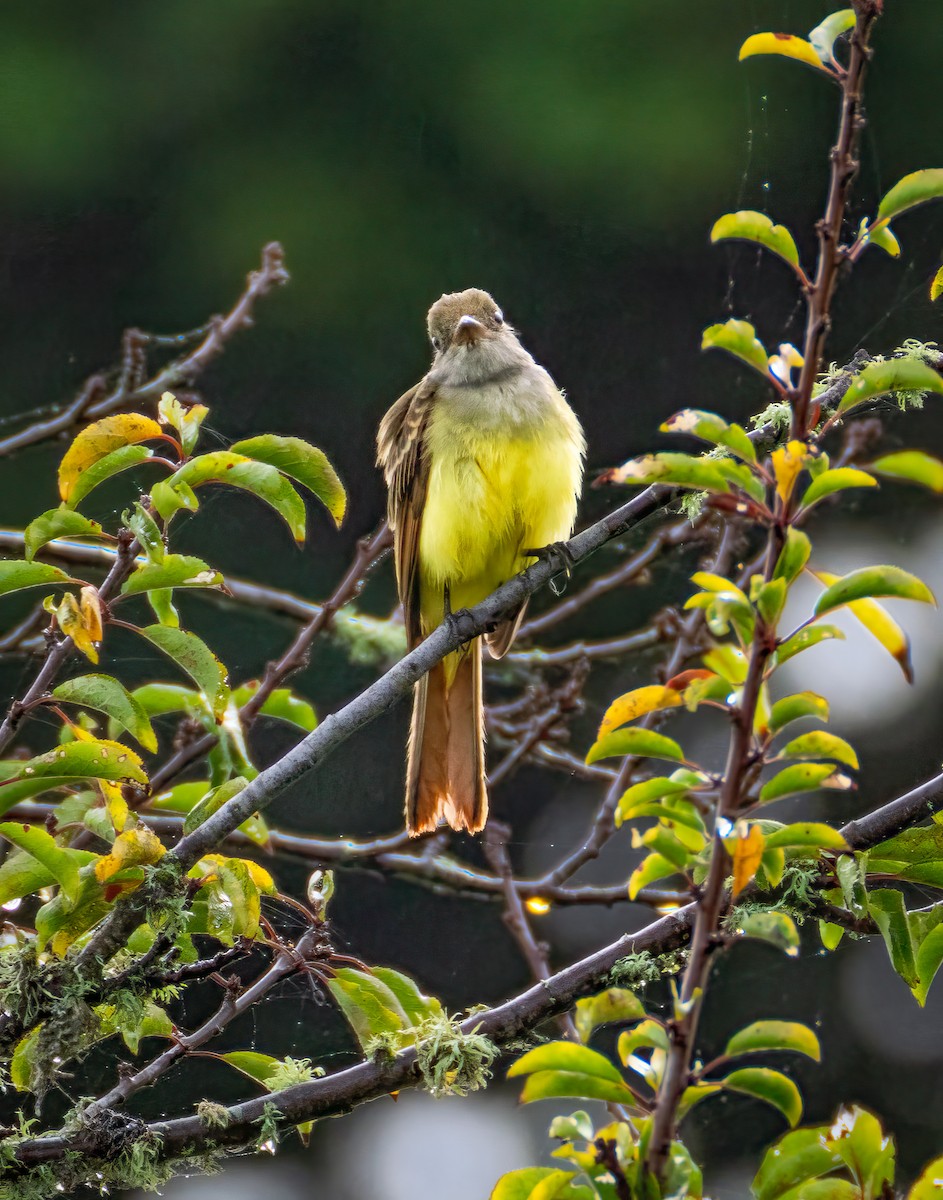 Great Crested Flycatcher - ML642846012