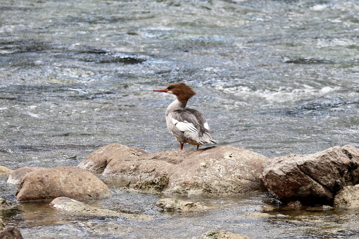 morčák velký (ssp. americanus) - ML642846014