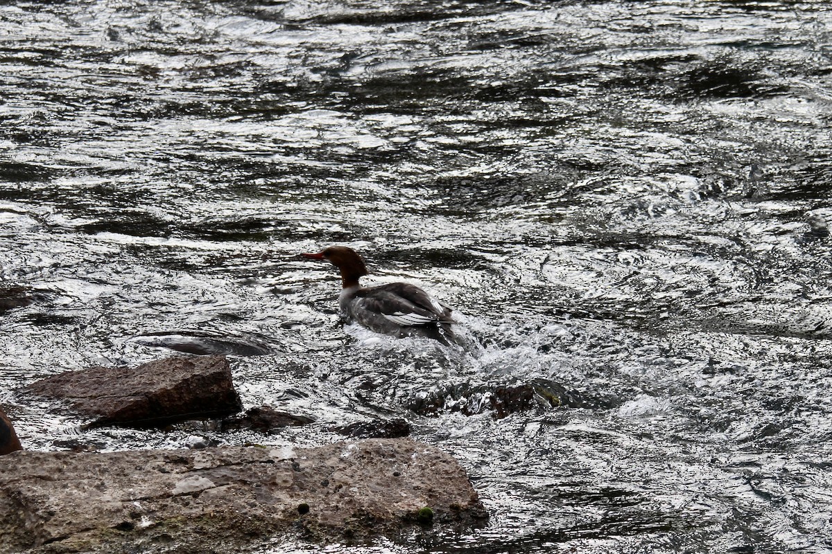 morčák velký (ssp. americanus) - ML642846015