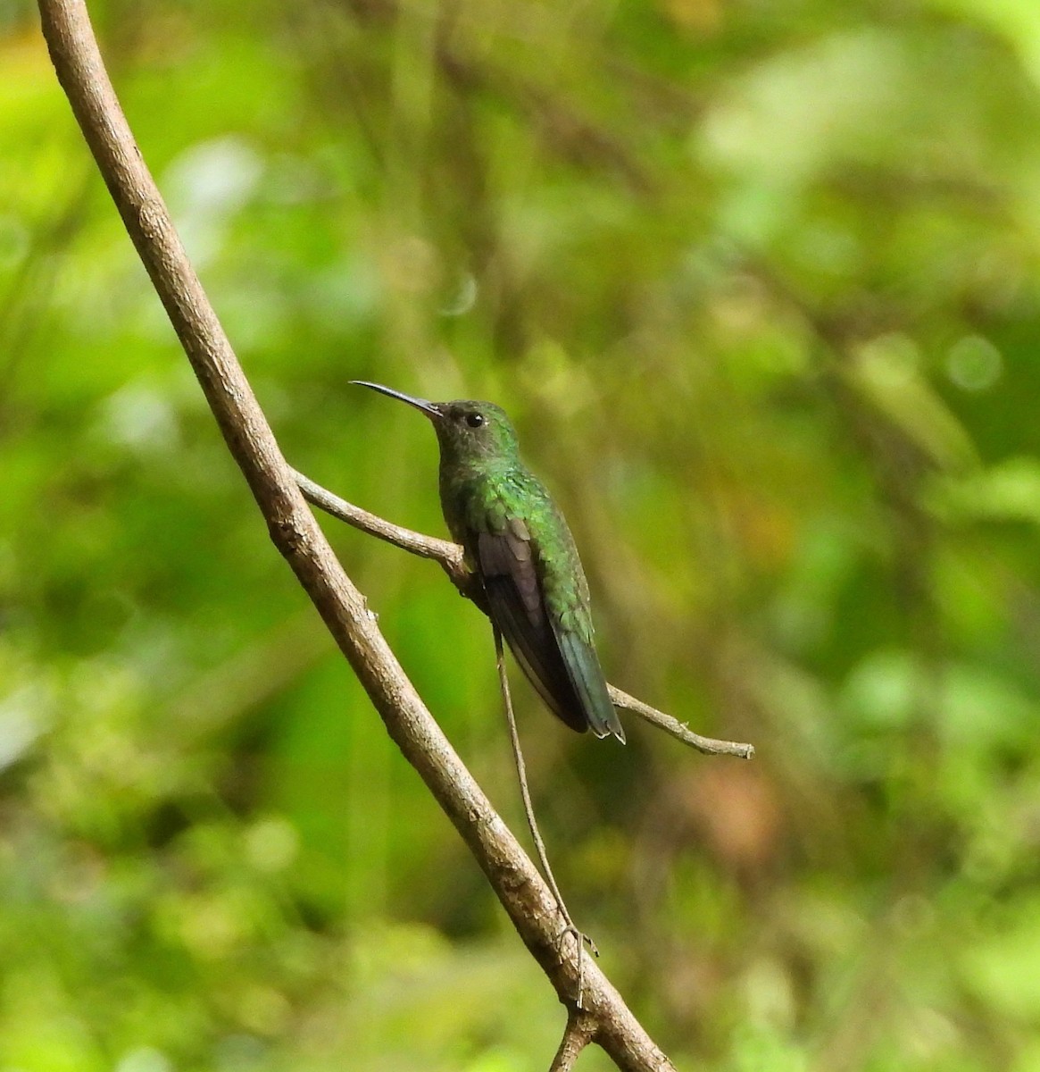 Scaly-breasted Hummingbird - ML642846023