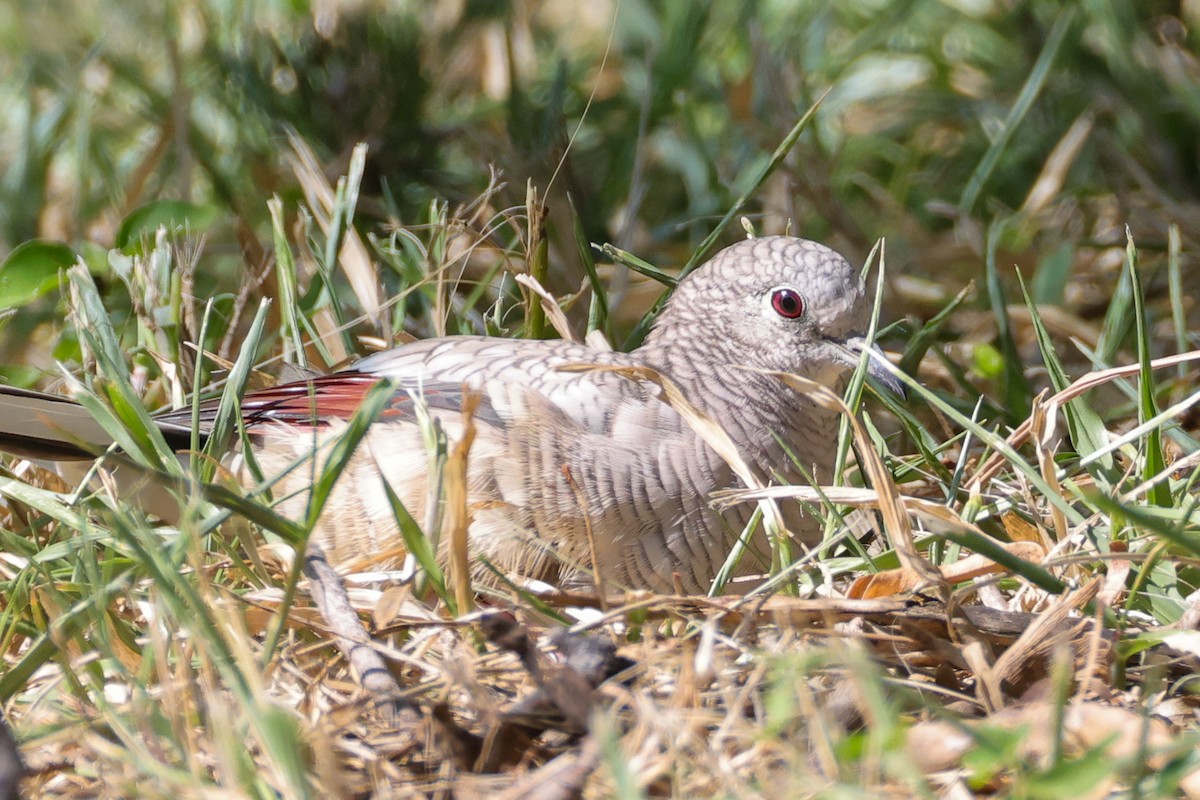 インカバト - ML642846024