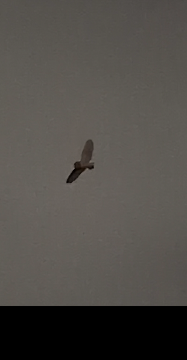 American Barn Owl - ML642846033