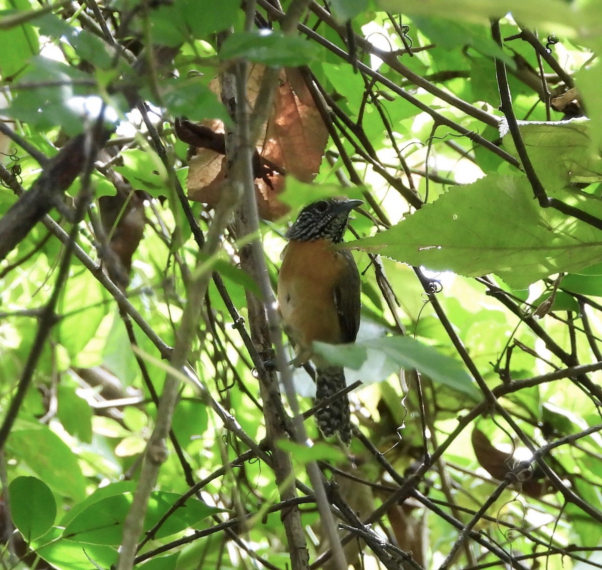 Rufous-breasted Wren - ML642846040