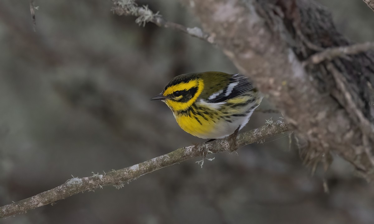 Townsend's Warbler - ML642846051