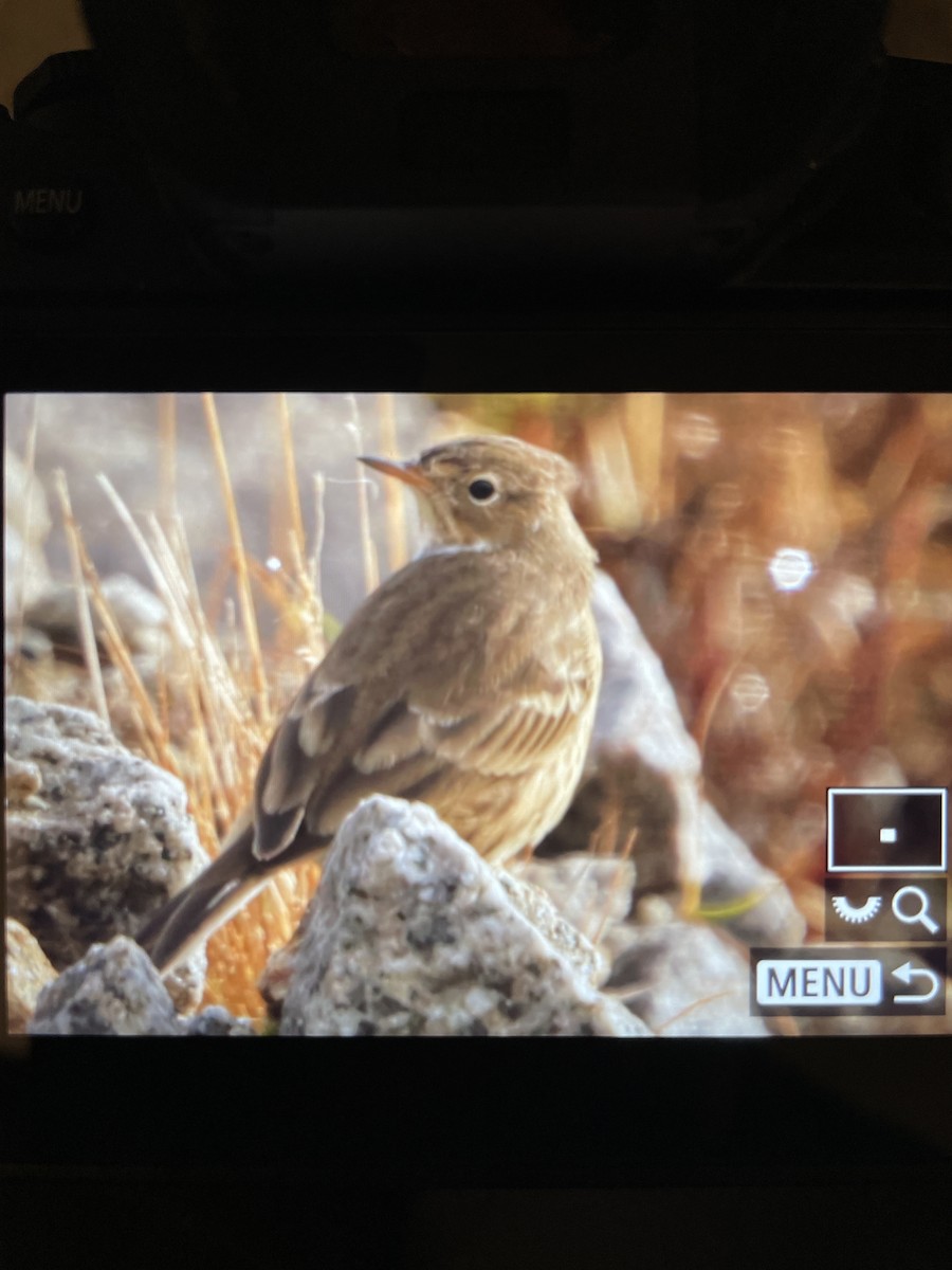 American Pipit - ML642846058