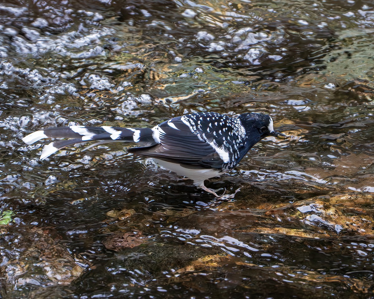 Spotted Forktail - ML642846060
