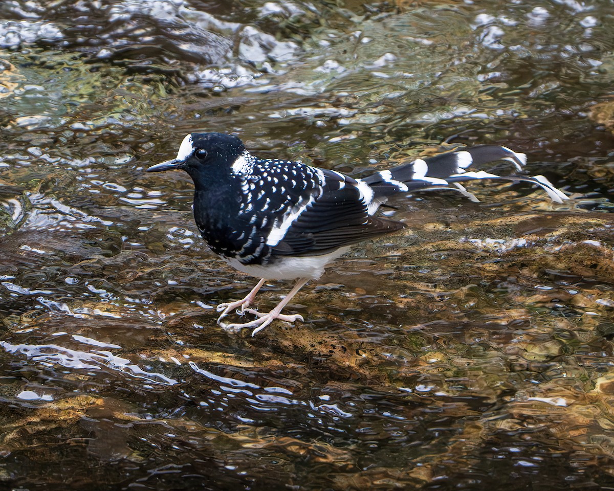 Spotted Forktail - ML642846061