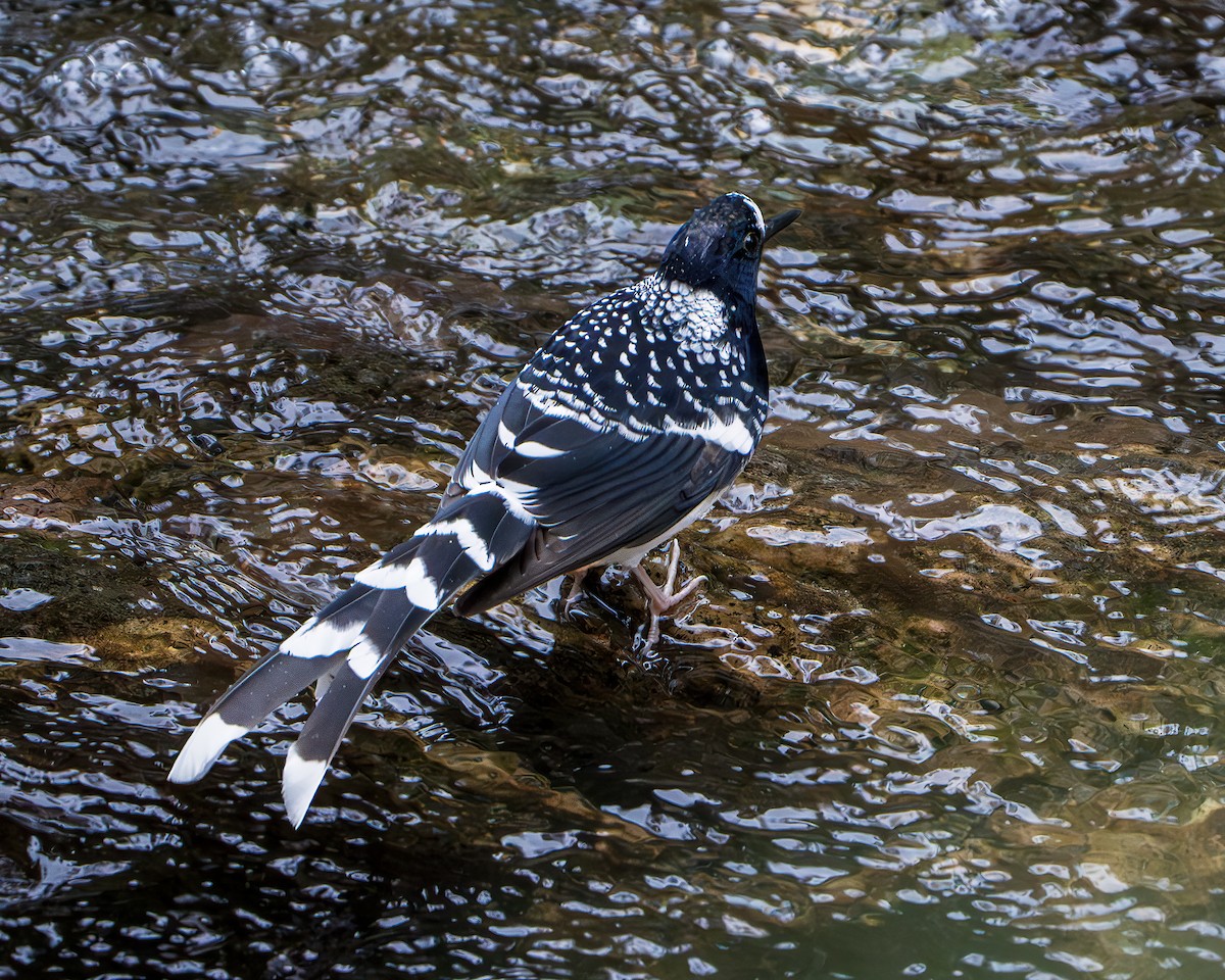 Spotted Forktail - ML642846062
