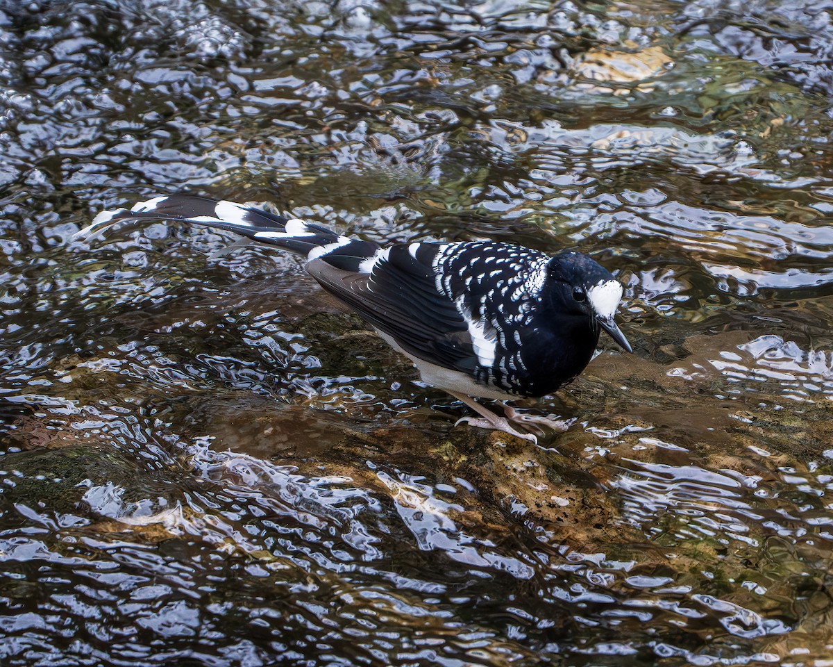 Spotted Forktail - ML642846063