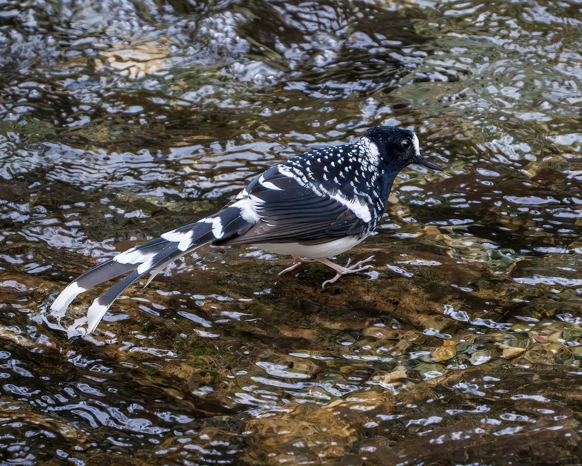 Spotted Forktail - ML642846064