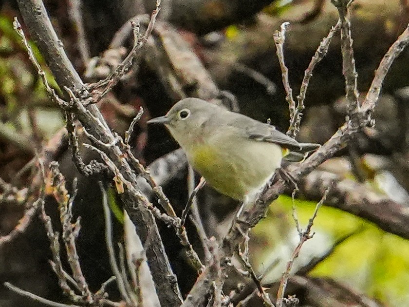 Gelbsteiß-Waldsänger - ML642846076