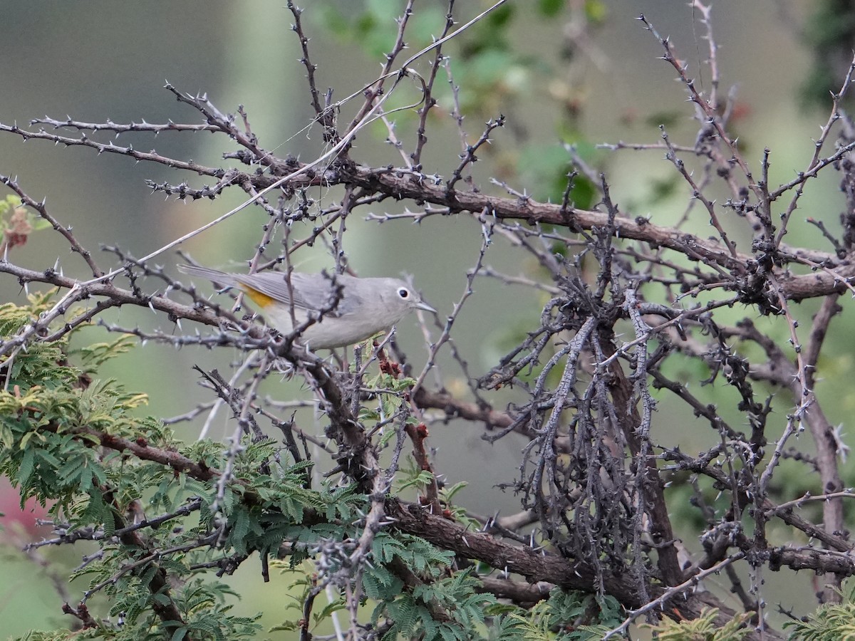 Gelbsteiß-Waldsänger - ML642846077