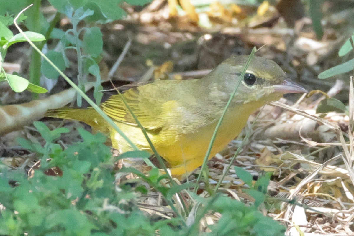 Graukopf-Waldsänger - ML642846082