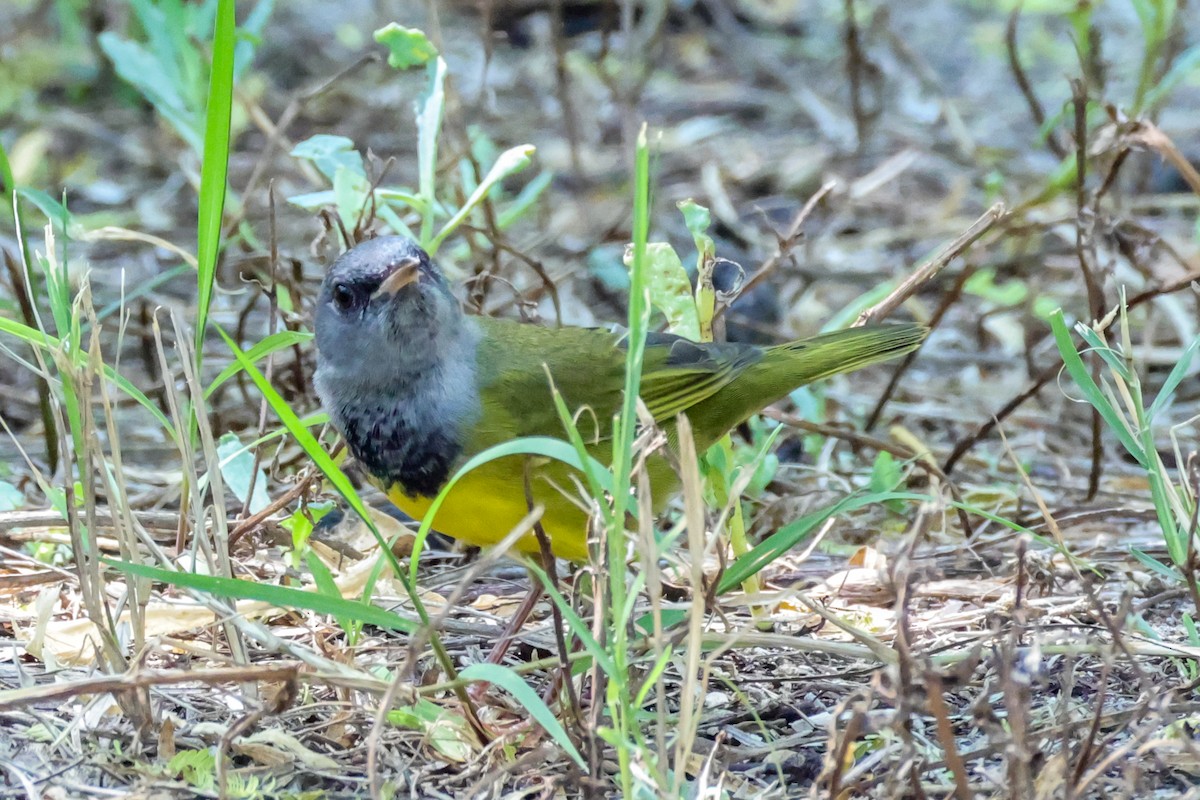 Graukopf-Waldsänger - ML642846086