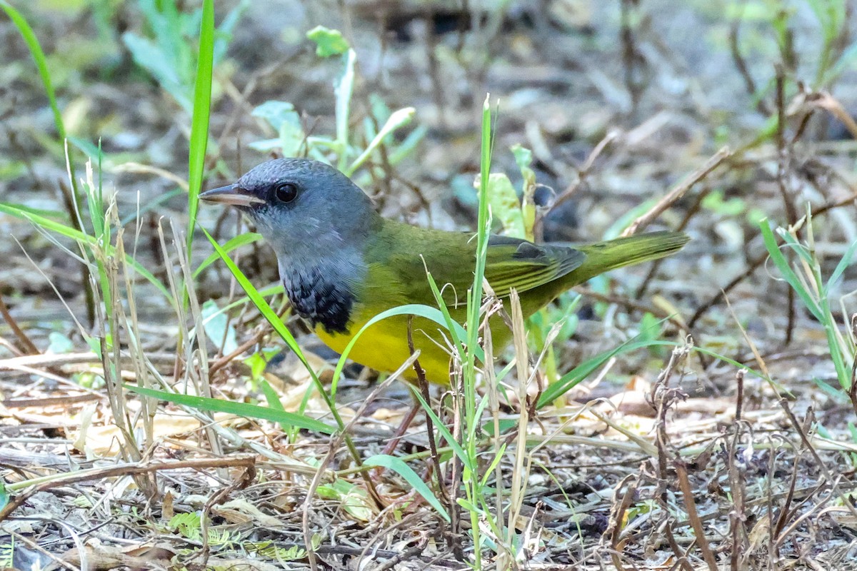 Graukopf-Waldsänger - ML642846092