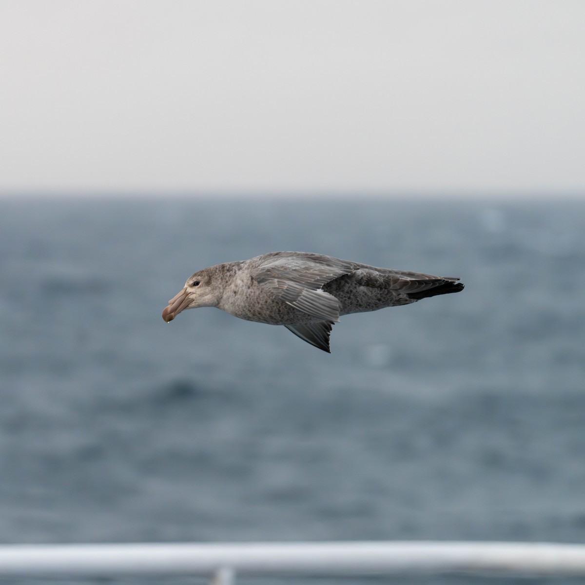 Northern Giant-Petrel - ML642846103