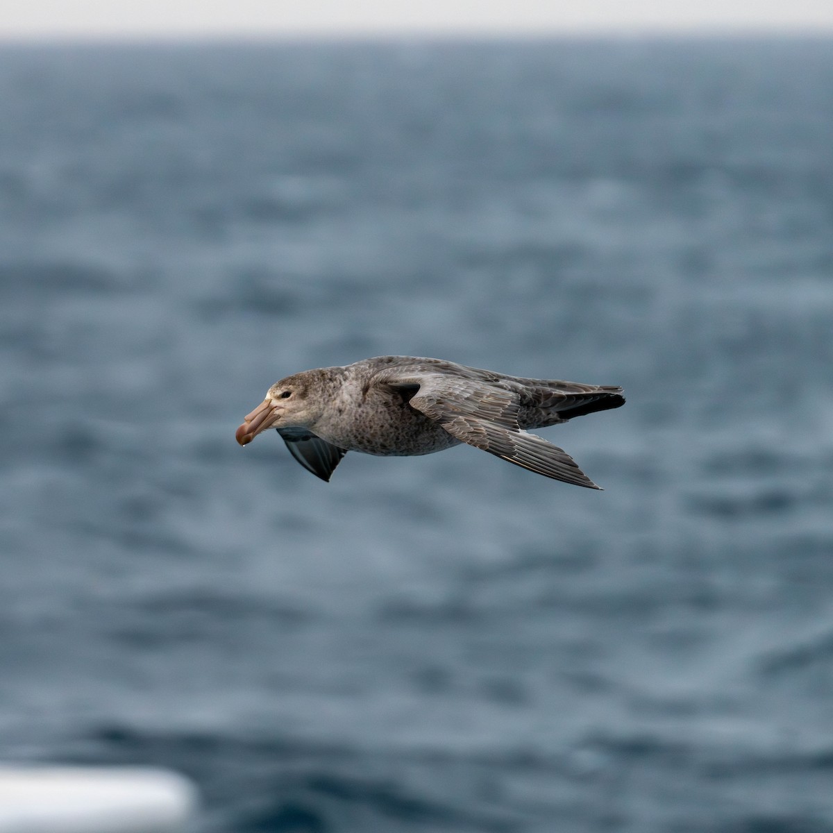 Northern Giant-Petrel - ML642846104