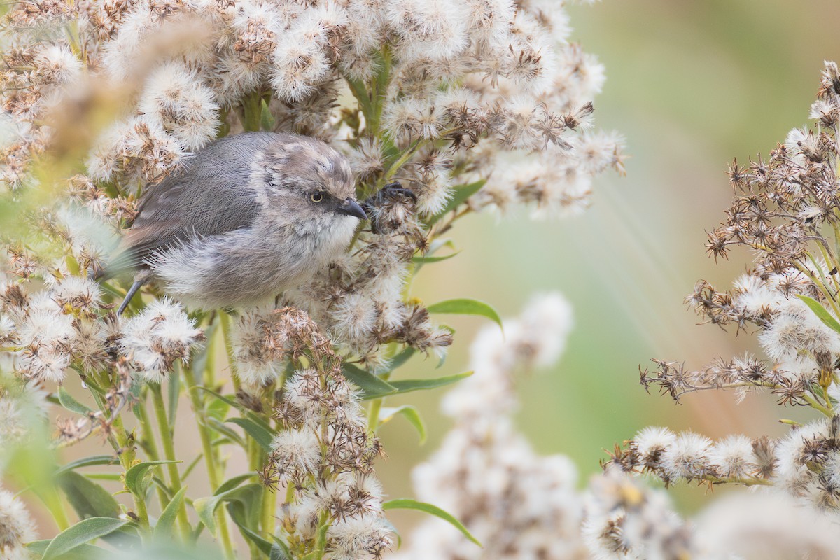 Bushtit - ML642846106