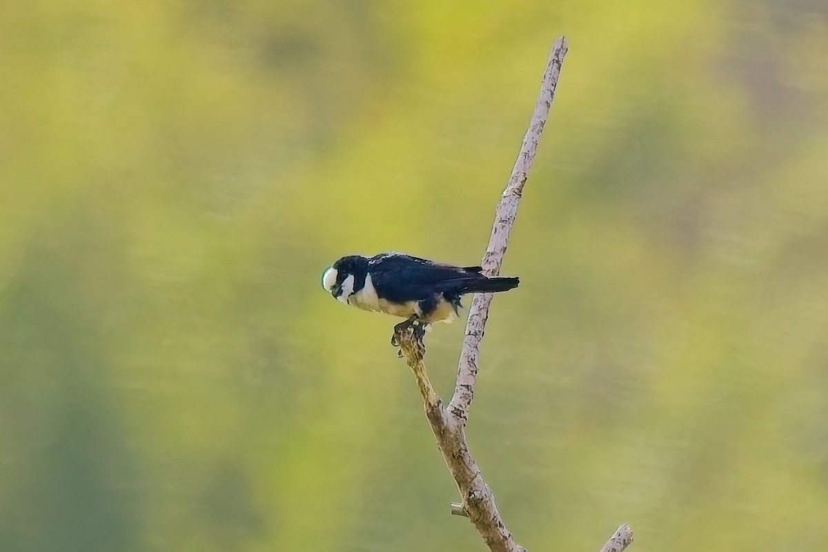 White-fronted Falconet - ML642846107