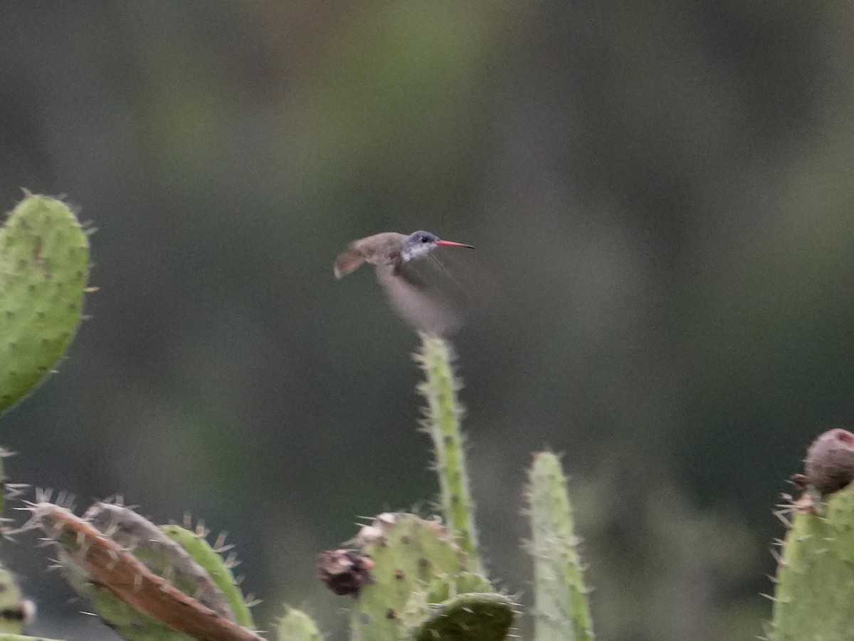 Violet-crowned Hummingbird - ML642846108