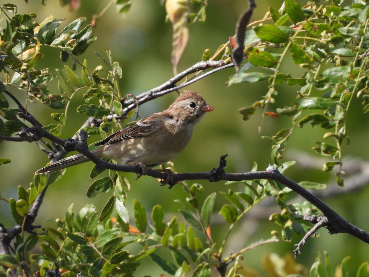 Field Sparrow - ML642846117