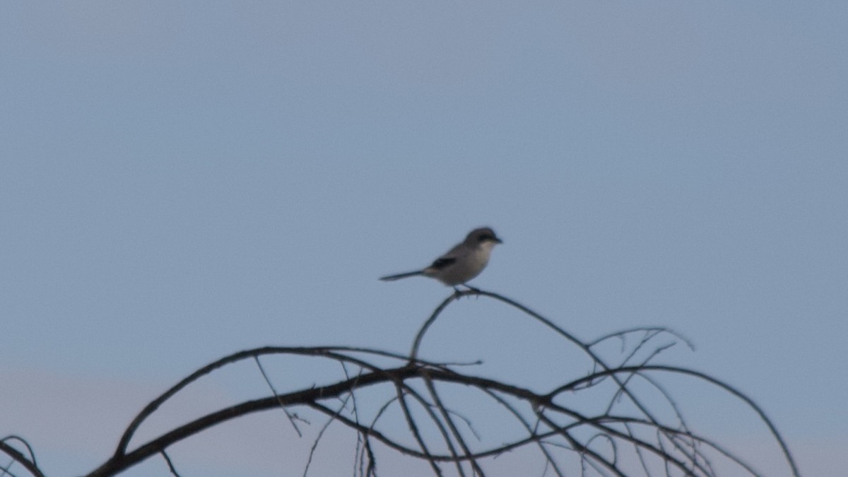 Loggerhead Shrike - ML642846118