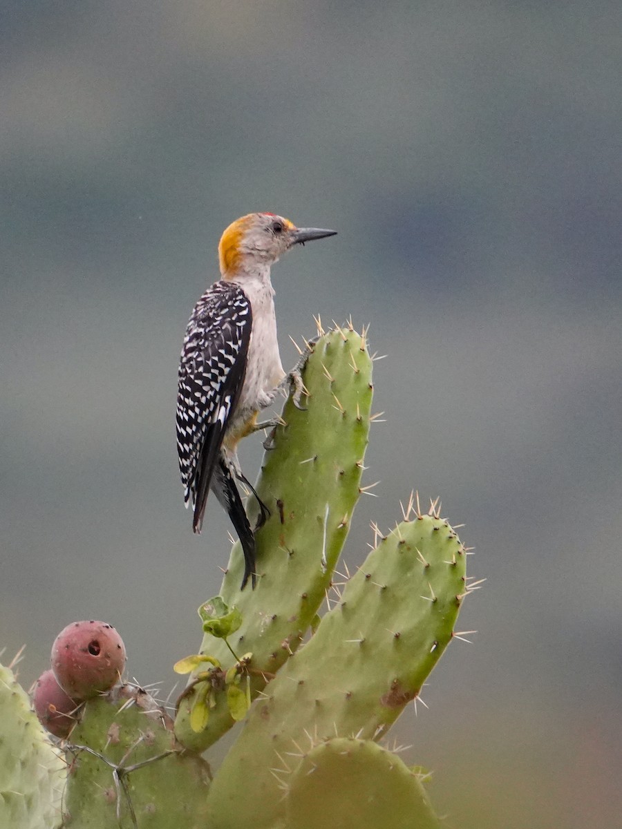 Golden-fronted Woodpecker - ML642846120