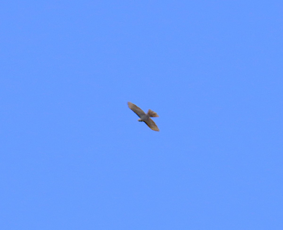 Collared Sparrowhawk - ML642846131