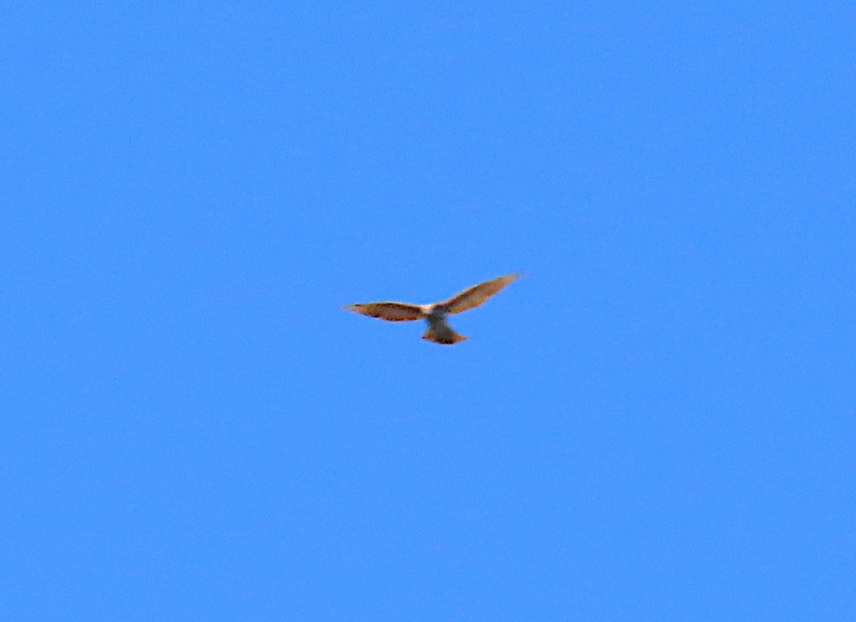 Collared Sparrowhawk - ML642846132